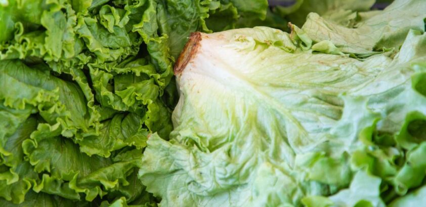 lettuce